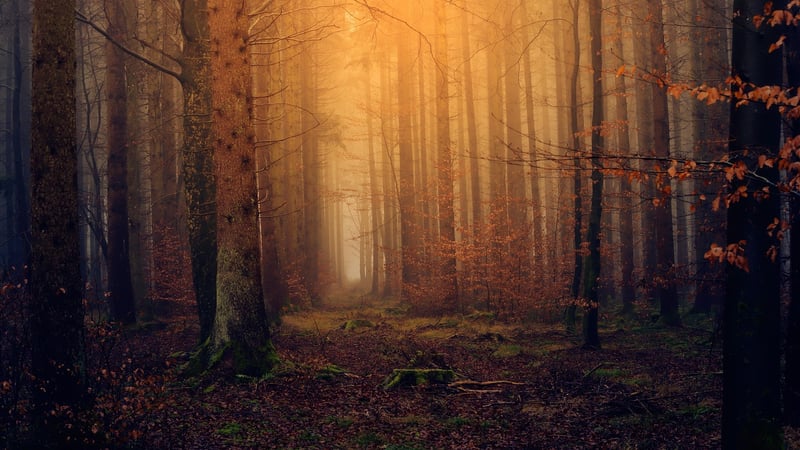 Magical Trees